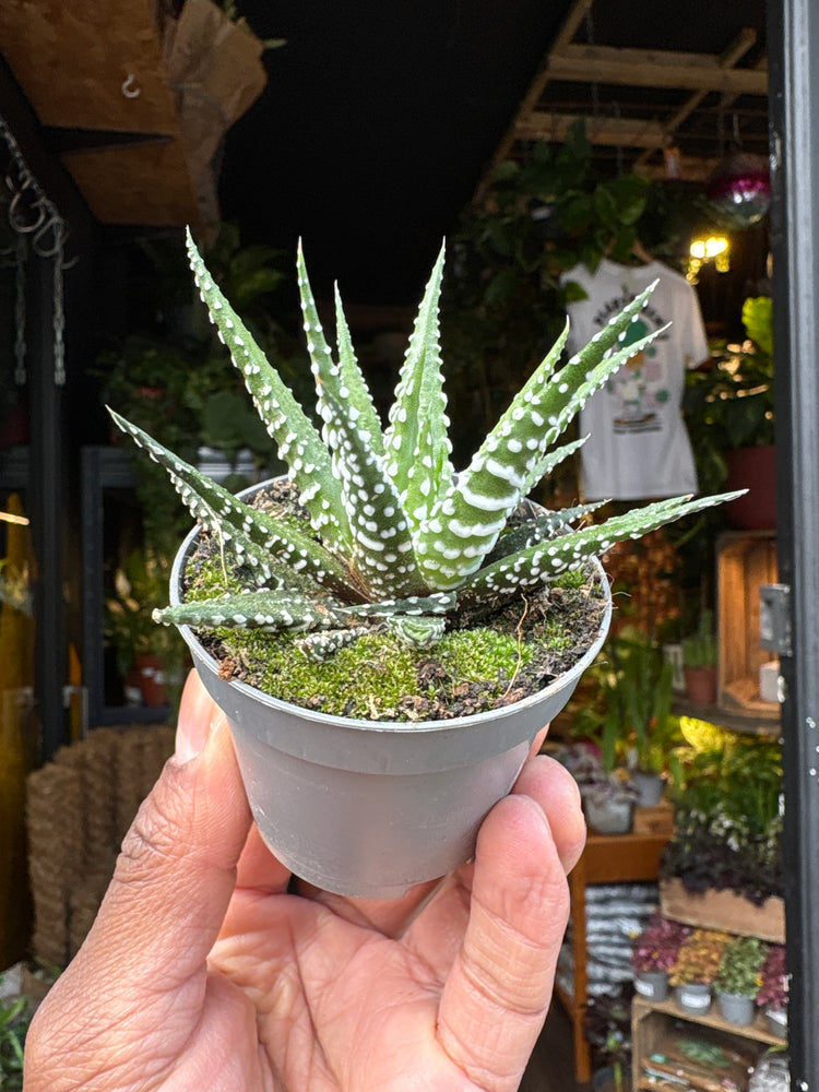 Haworthia fasciata ‘Big Band’ succulent in 6cm pot outside Urban Tropicana plant shop in Chiswick, London