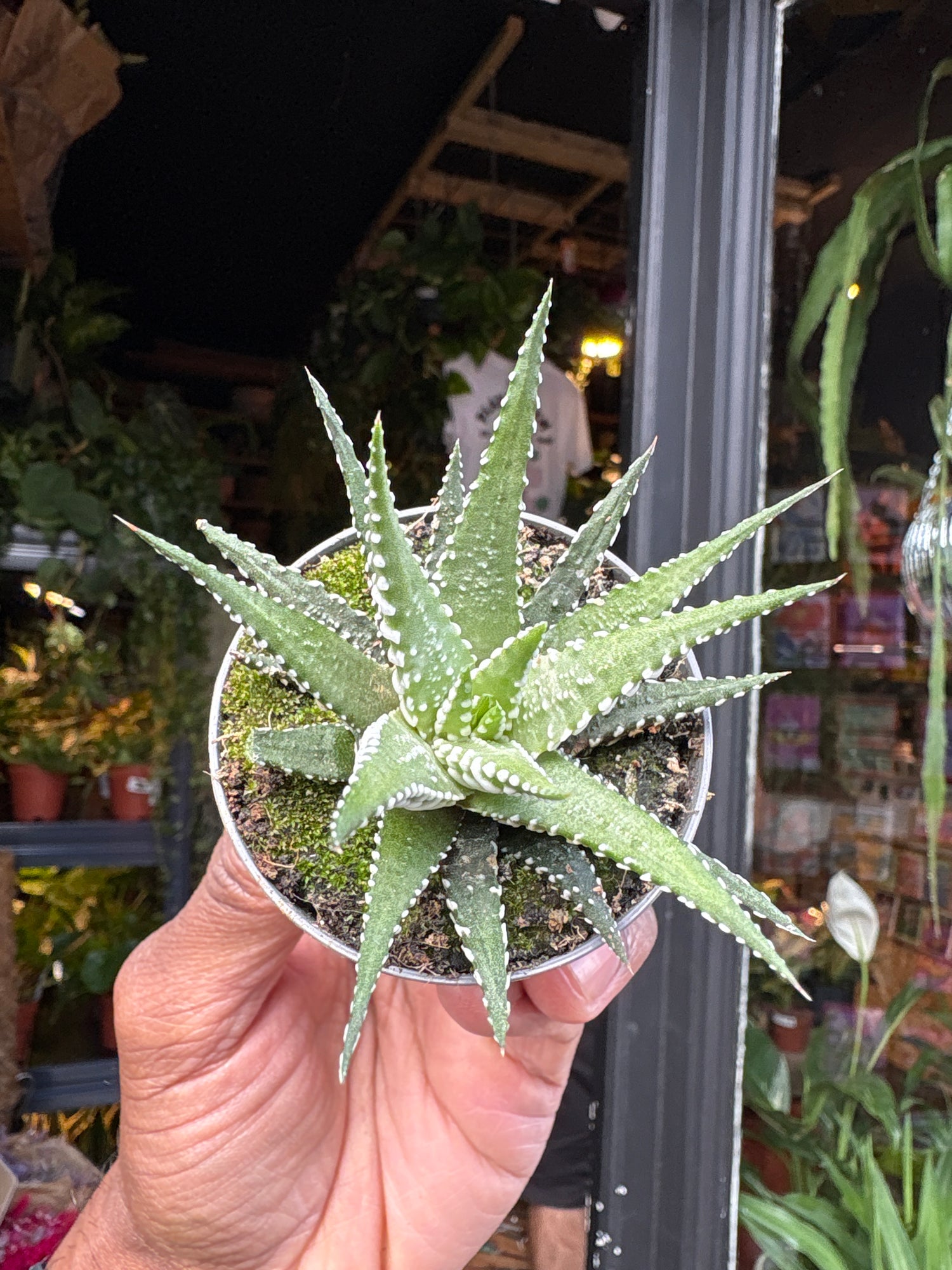 Haworthia fasciata ‘Big Band’ succulent in 6cm pot outside Urban Tropicana plant shop in Chiswick, London