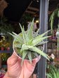 Haworthia fasciata ‘Big Band’ succulent in 6cm pot outside Urban Tropicana plant shop in Chiswick, London