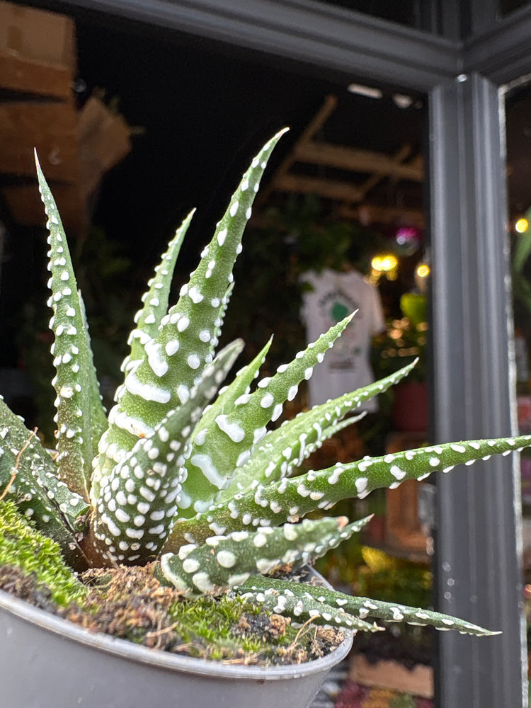 Haworthia fasciata ‘Big Band’ succulent in 6cm pot outside Urban Tropicana plant shop in Chiswick, London