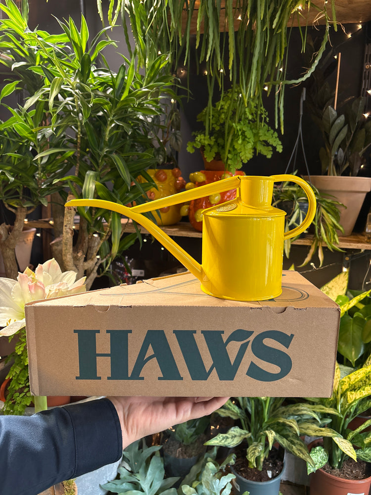 Haws Fazeley Flow Two Pint Lotus Yellow watering can in front of a white background