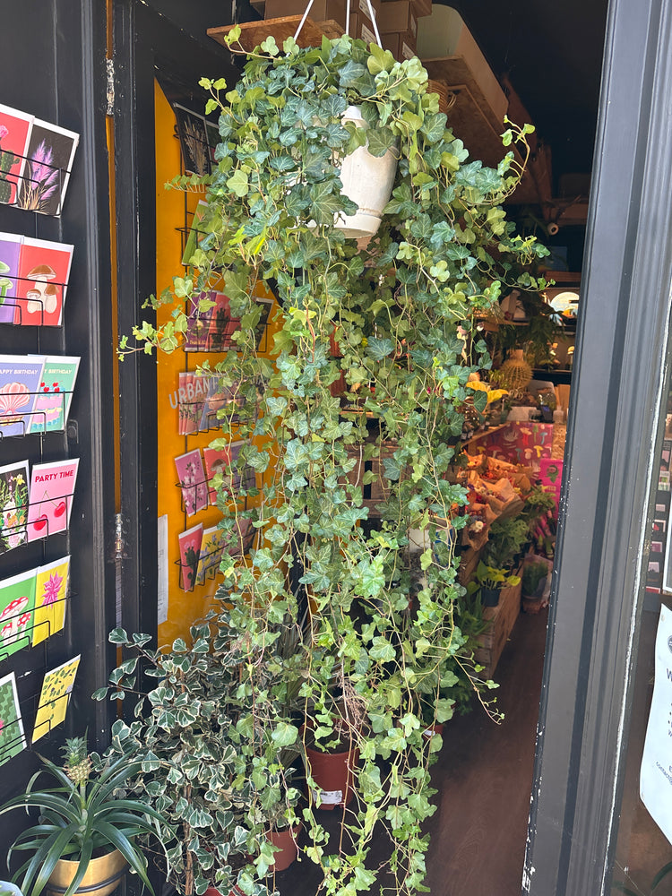 A Hedera Helix Wonder plant also known as an English Ivy in front of Urban Tropicana’s plant shop in Chiswick London