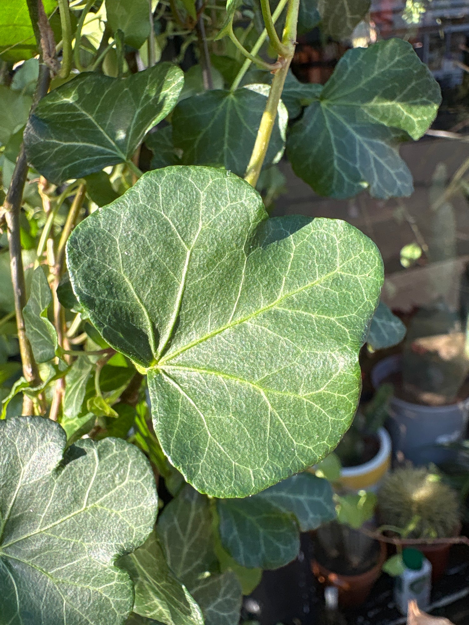 A Hedera Helix Wonder plant also known as an English Ivy in front of Urban Tropicana’s plant shop in Chiswick London