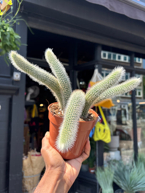 A Hildewintera ColademononI, also known as Monkey Tail Cactus, outside Urban Tropicana, a houseplant store in Chiswick London