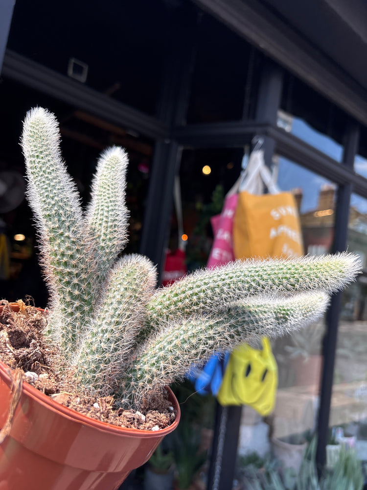 A Hildewintera ColademononI, also known as Monkey Tail Cactus, outside Urban Tropicana, a houseplant store in Chiswick London