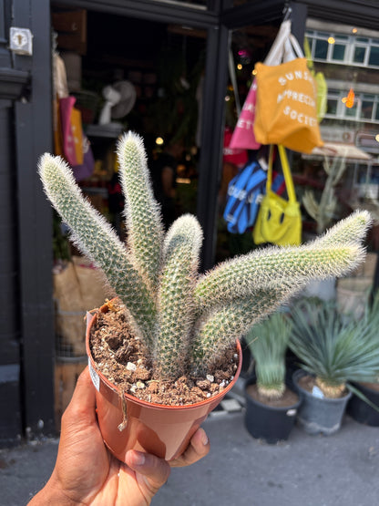 A Hildewintera ColademononI, also known as Monkey Tail Cactus, outside Urban Tropicana, a houseplant store in Chiswick London