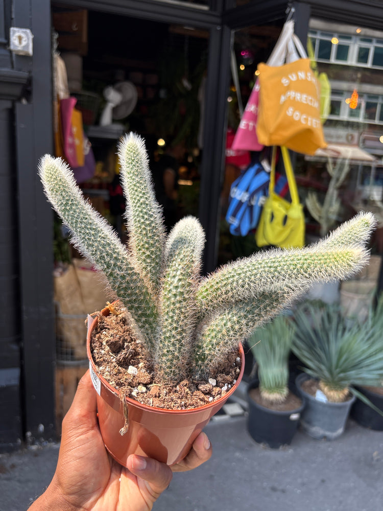 A Hildewintera ColademononI, also known as Monkey Tail Cactus, outside Urban Tropicana, a houseplant store in Chiswick London