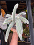 Hildewintera Colademononi | Monkey Tail Cactus House plant outside Urban Tropicana in Chiswick, London