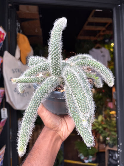 Hildewintera Colademononi | Monkey Tail Cactus House plant outside Urban Tropicana in London