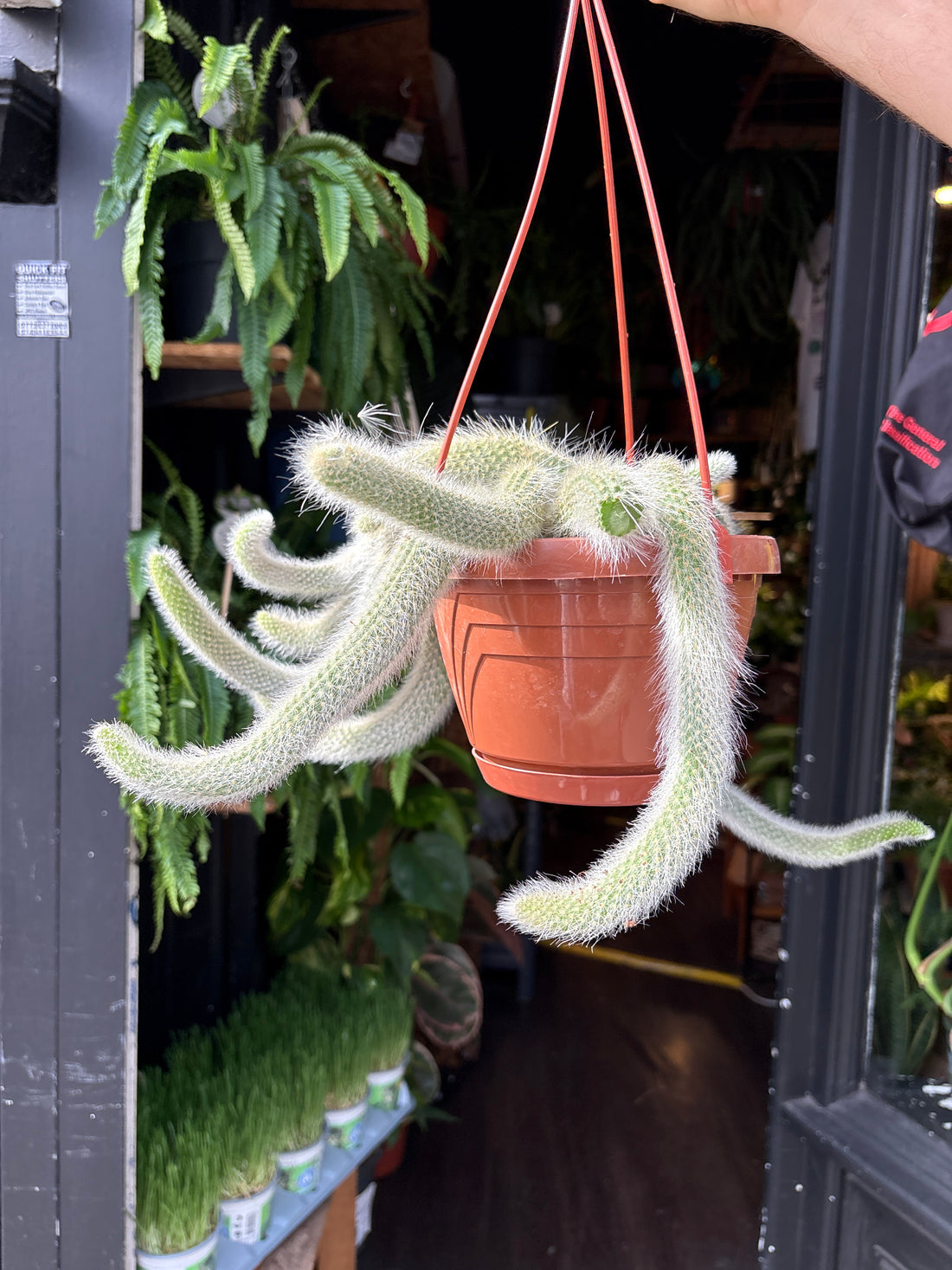 Hildewintera colademononis (Monkey Tail Cactus) in 17cm pot outside Urban Tropicana plant shop in Chiswick, London