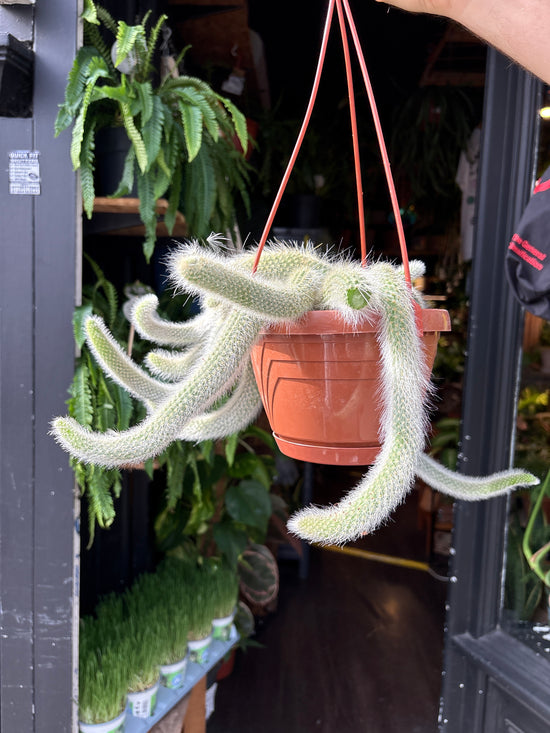 Hildewintera colademononis (Monkey Tail Cactus) in 17cm pot outside Urban Tropicana plant shop in Chiswick, London