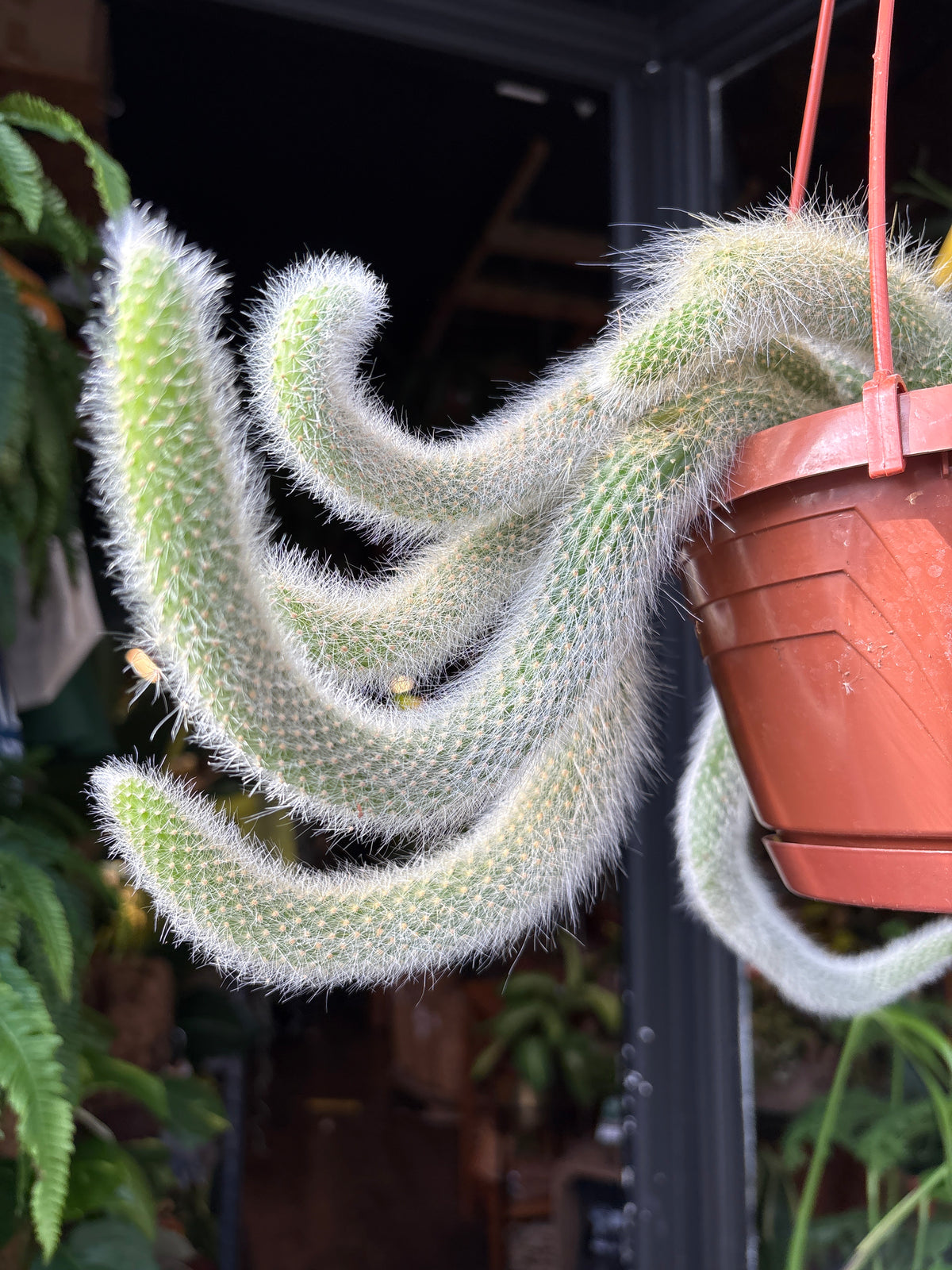 Hildewintera colademononis (Monkey Tail Cactus) in 17cm pot outside Urban Tropicana plant shop in Chiswick, London