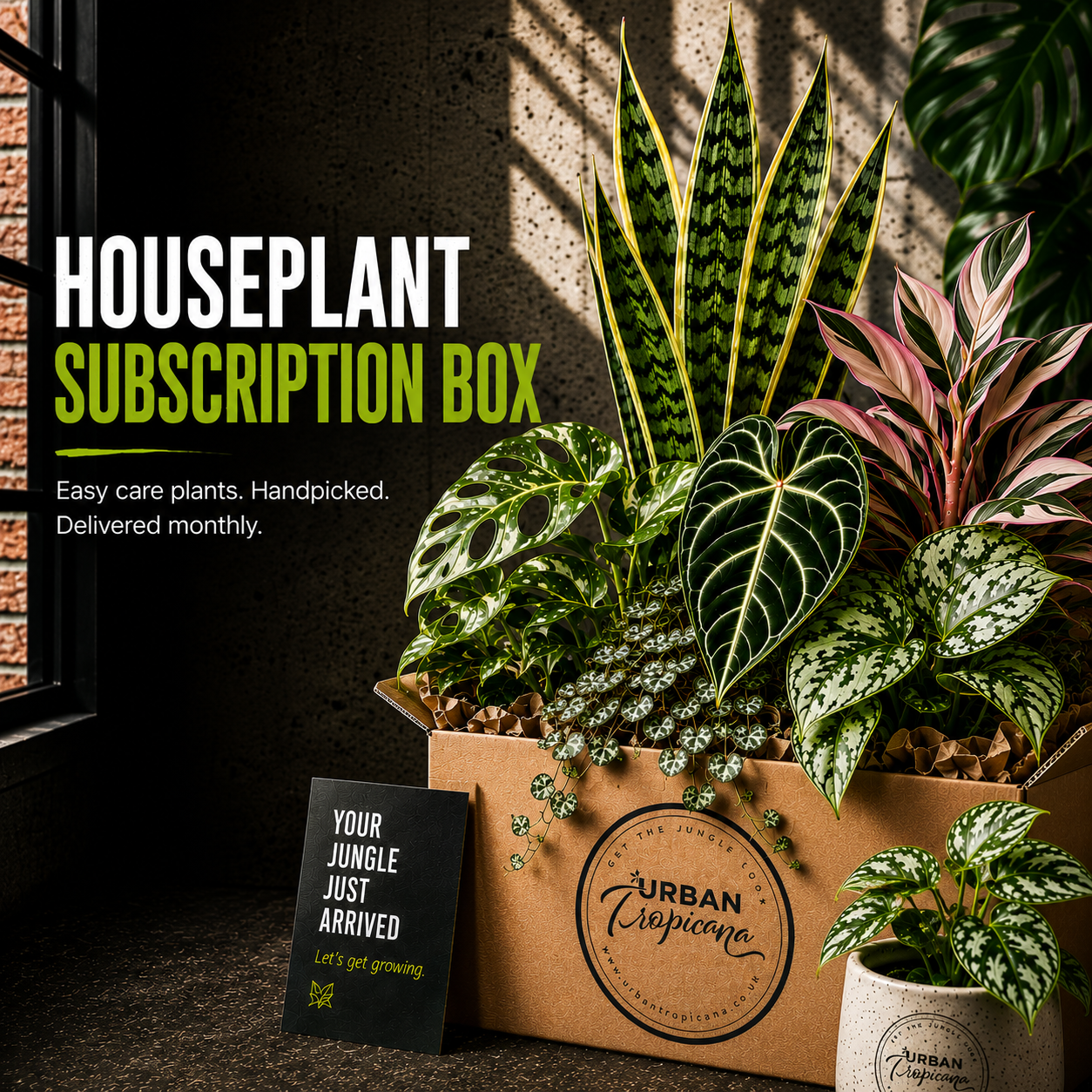 Houseplant subscription box with various plants and branded card on a dark surface.
