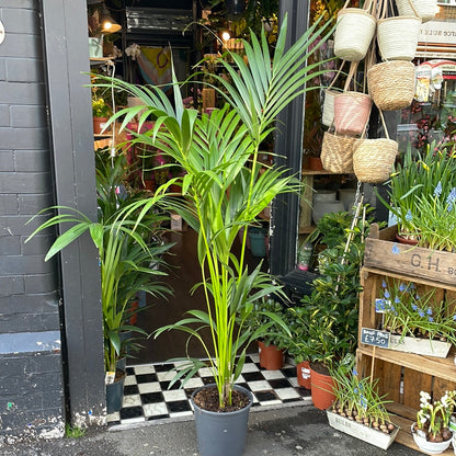 A Howea Forsteriana plant also known as a Kentia Palm in front of Urban Tropicana&