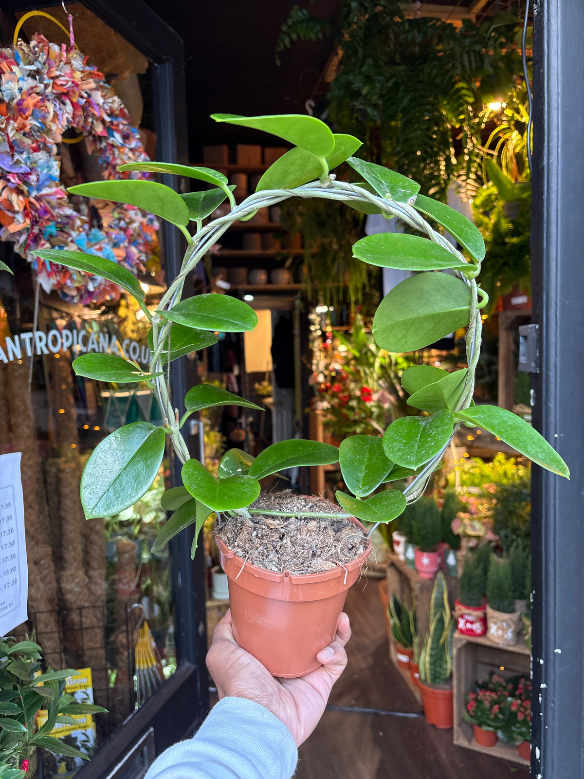A Hoya Australis in front of Urban Tropicana’s Plant Shop in Chiswick London