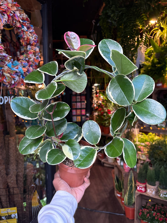 A Hoya Australis Blondie in front of Urban Tropicana’s Plant Shop in Chiswick London