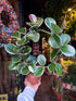 A Hoya Australis Blondie in front of Urban Tropicana’s Plant Shop in Chiswick London