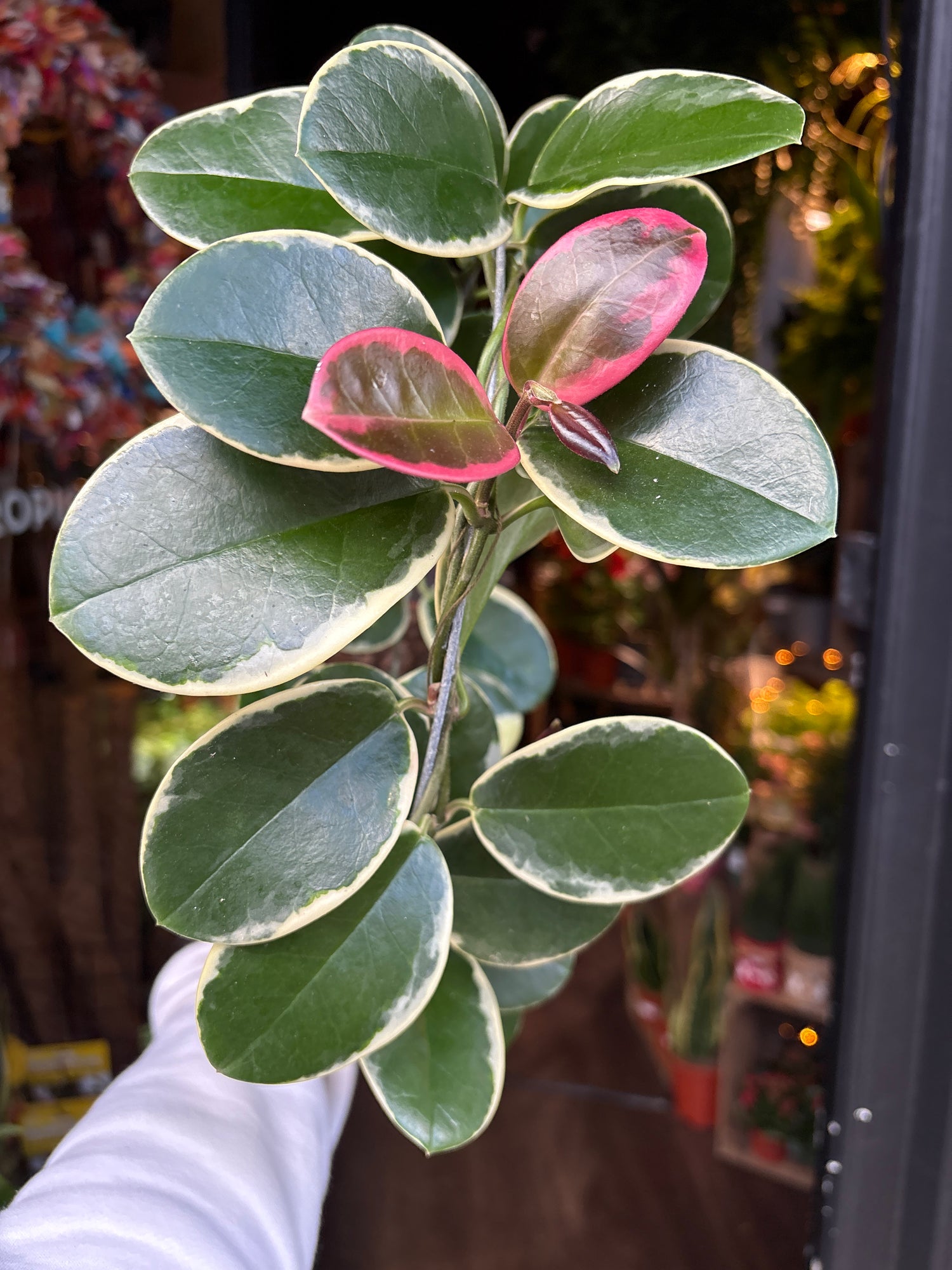A Hoya Australis Blondie in front of Urban Tropicana’s Plant Shop in Chiswick London