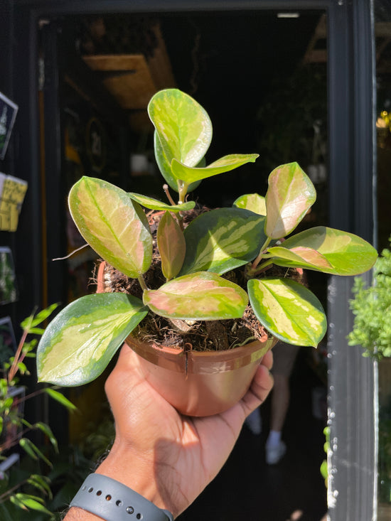 Hoya Australis Lisa also known as a Porcelain Flower plant in front of Urban Tropicana’s store in Chiswick, London