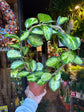 A Hoya Australis Lisa in front of Urban Tropicana’s Plant Shop in Chiswick London