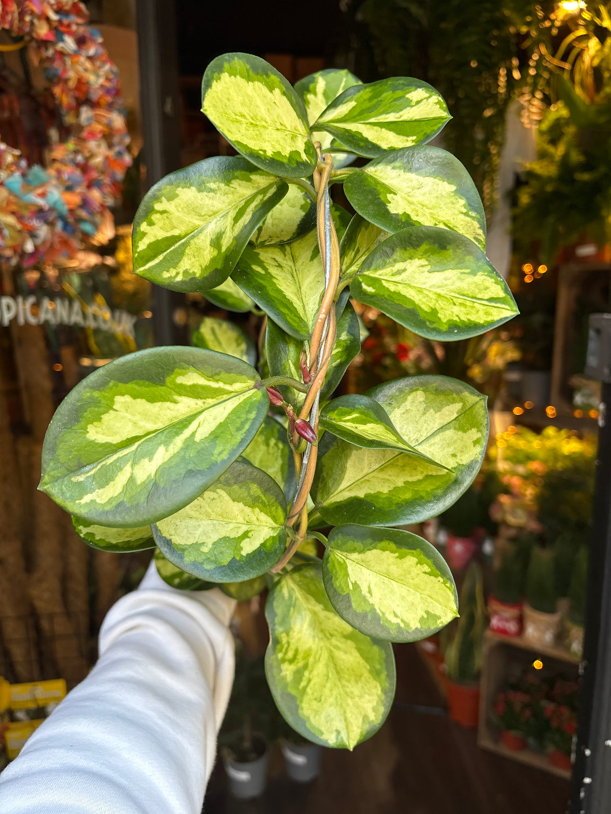A Hoya Australis Lisa in front of Urban Tropicana’s Plant Shop in Chiswick London