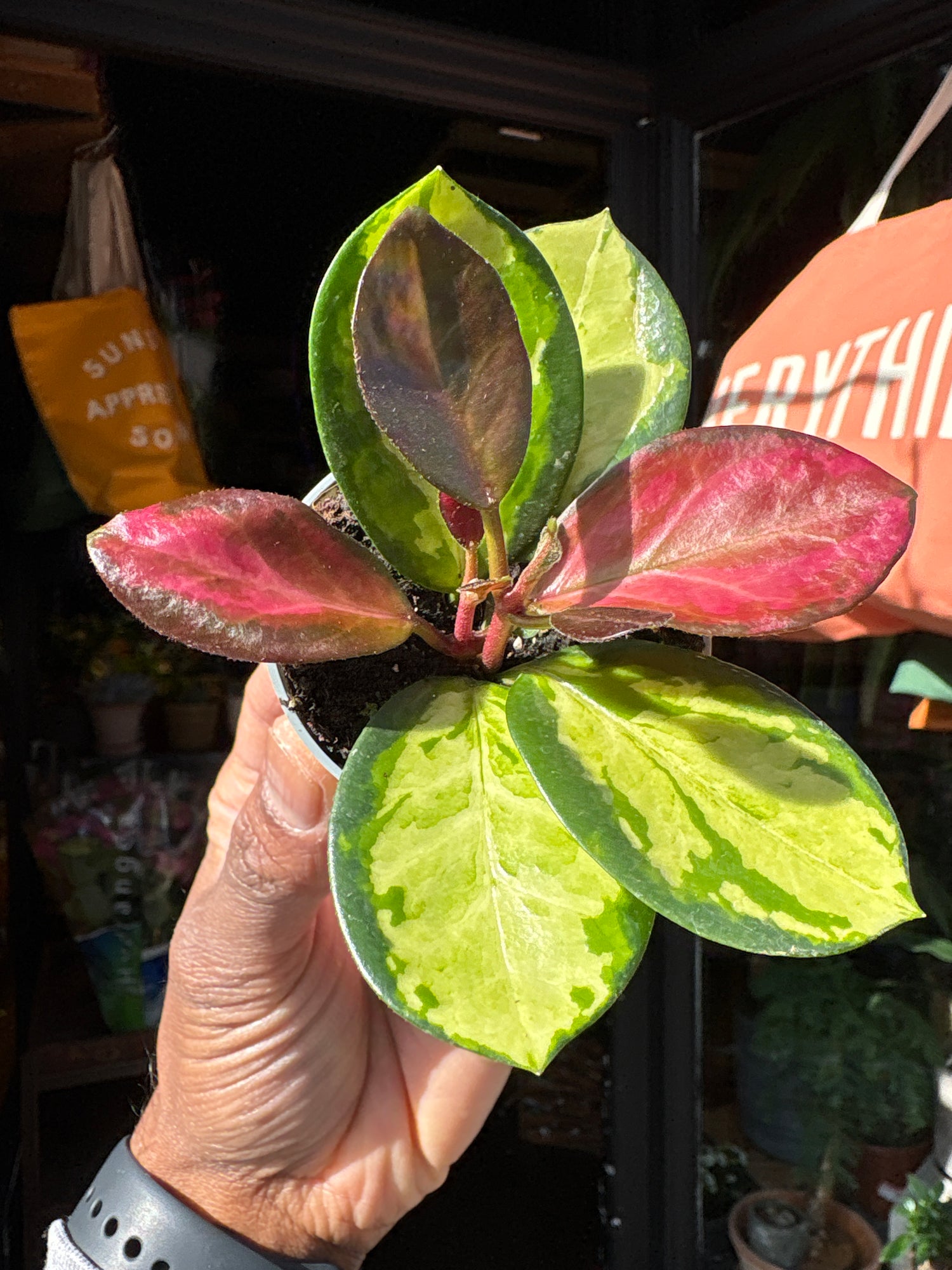 A Hoya Australis ‘Lisa Tricolor’, a wax plant with variegated green, cream, and pink leaves, outside Urban Tropicana’s Plant Shop in Chiswick, London.