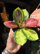 A Hoya Australis ‘Lisa Tricolor’, a wax plant with variegated green, cream, and pink leaves, outside Urban Tropicana’s Plant Shop in Chiswick, London.
