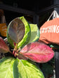 A Hoya Australis ‘Lisa Tricolor’, a wax plant with variegated green, cream, and pink leaves, outside Urban Tropicana’s Plant Shop in Chiswick, London.