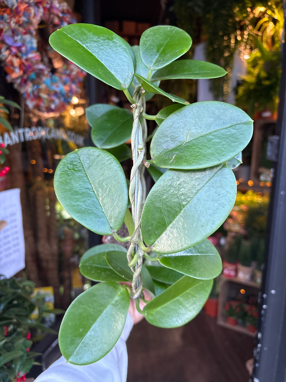 A Hoya Australis in front of Urban Tropicana’s Plant Shop in Chiswick London