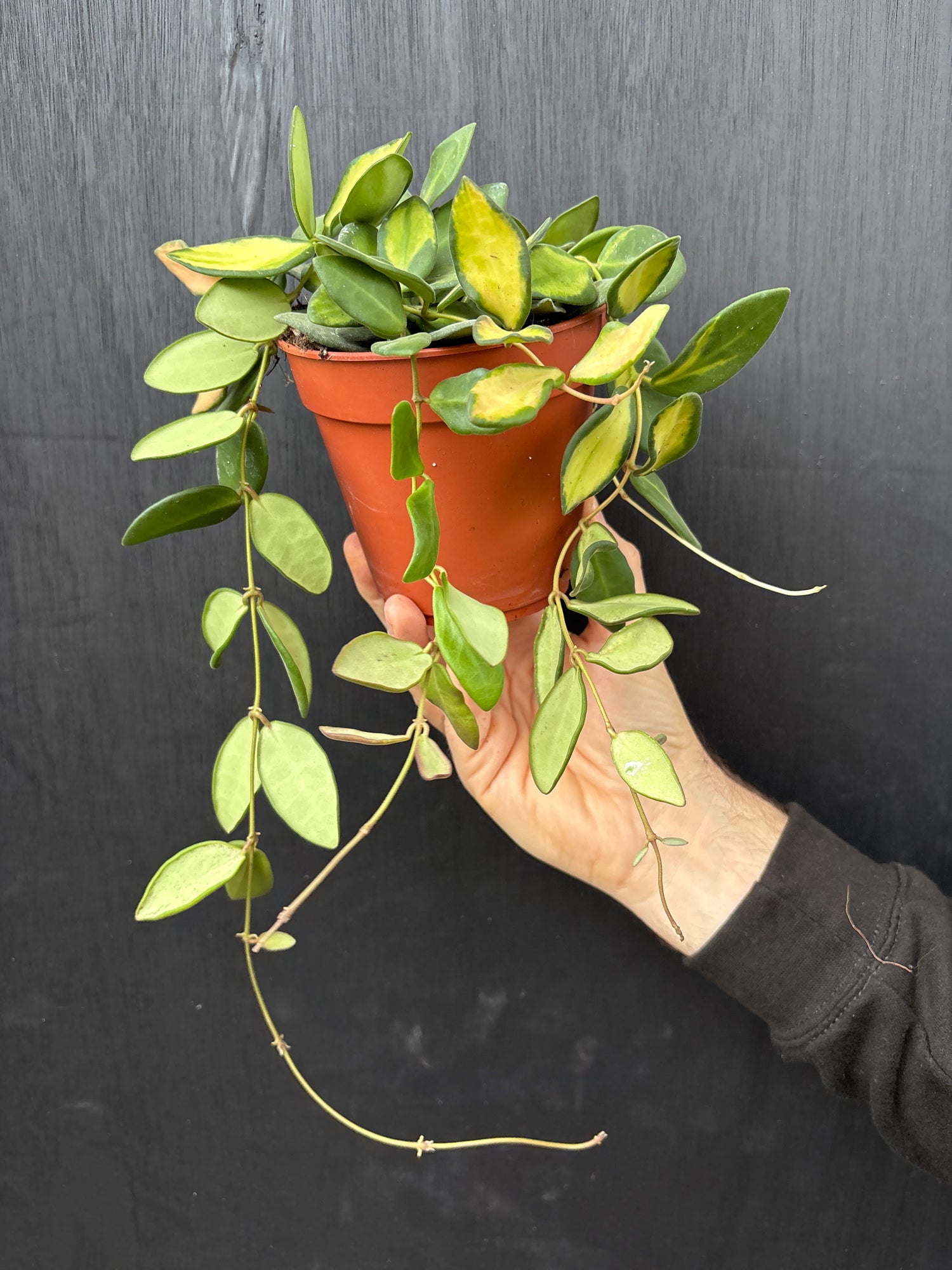 Hand holding a small potted plant against a dark background