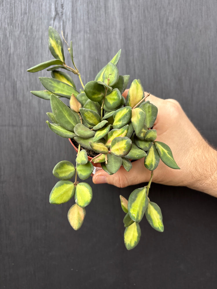 Hand holding a small potted plant on a dark surface
