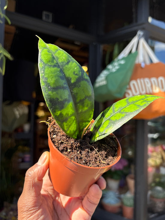 Hoya callistophylla ‘Black Cat’ with trailing vines and dark green, slightly glossy leaves, displayed in a nursery pot at Urban Tropicana plant shop, Chiswick, London