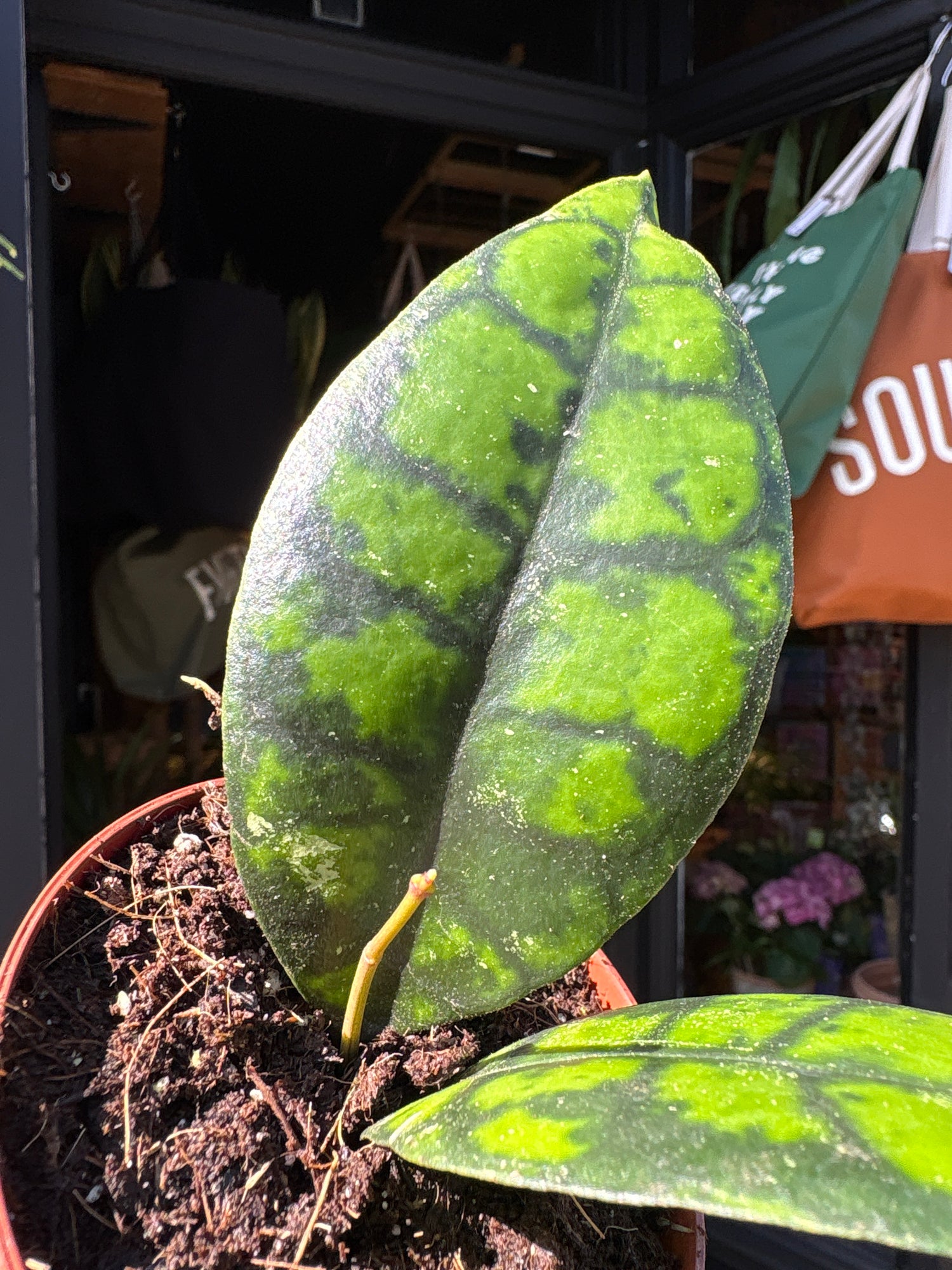 Hoya callistophylla ‘Black Cat’ with trailing vines and dark green, slightly glossy leaves, displayed in a nursery pot at Urban Tropicana plant shop, Chiswick, London