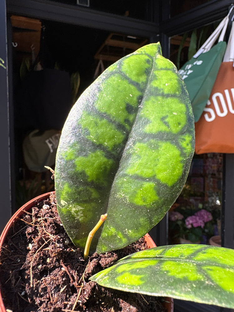 Hoya callistophylla ‘Black Cat’ with trailing vines and dark green, slightly glossy leaves, displayed in a nursery pot at Urban Tropicana plant shop, Chiswick, London