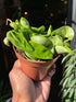 A Hoya Carnosa Compacta Green plant also known as a Wax plant in front of Urban Tropicana&