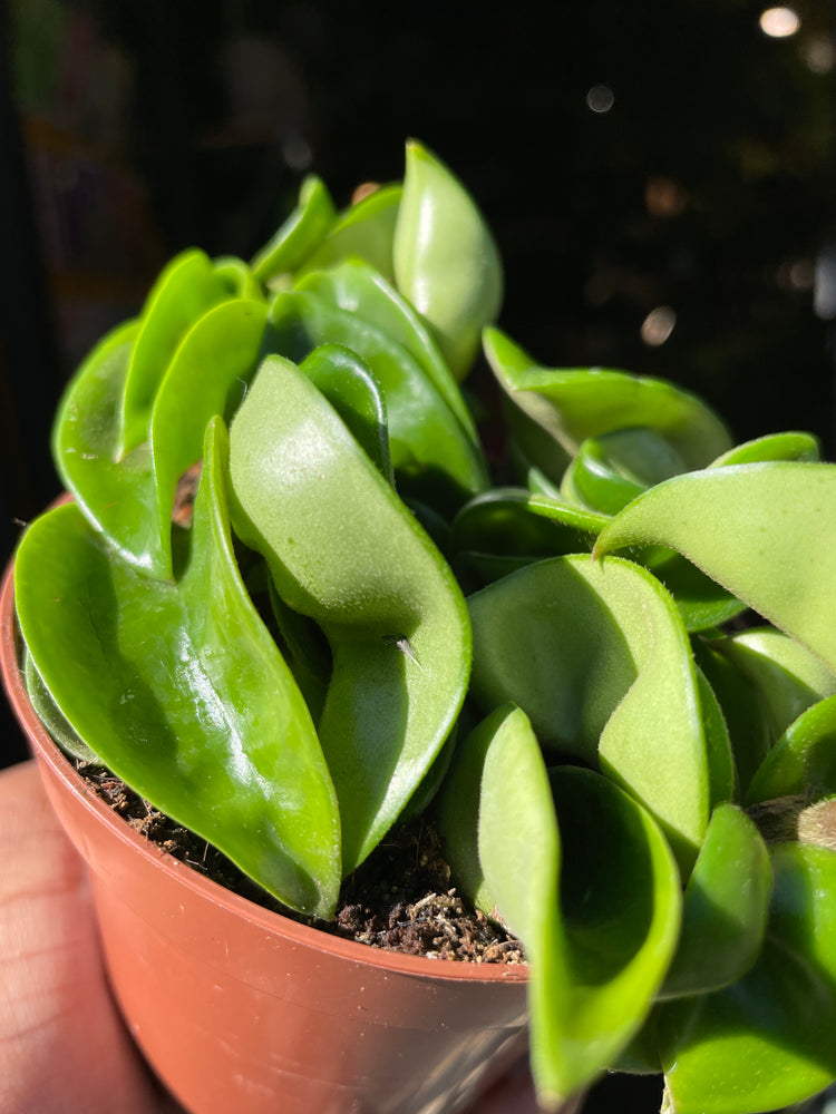 A Hoya Carnosa Compacta Green plant also known as a Wax plant in front of Urban Tropicana&