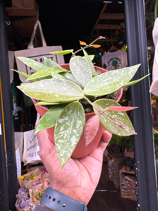 Hoya carnosa ‘Gracilis’ plant outside Urban Tropicana plant shop in Chiswick, London