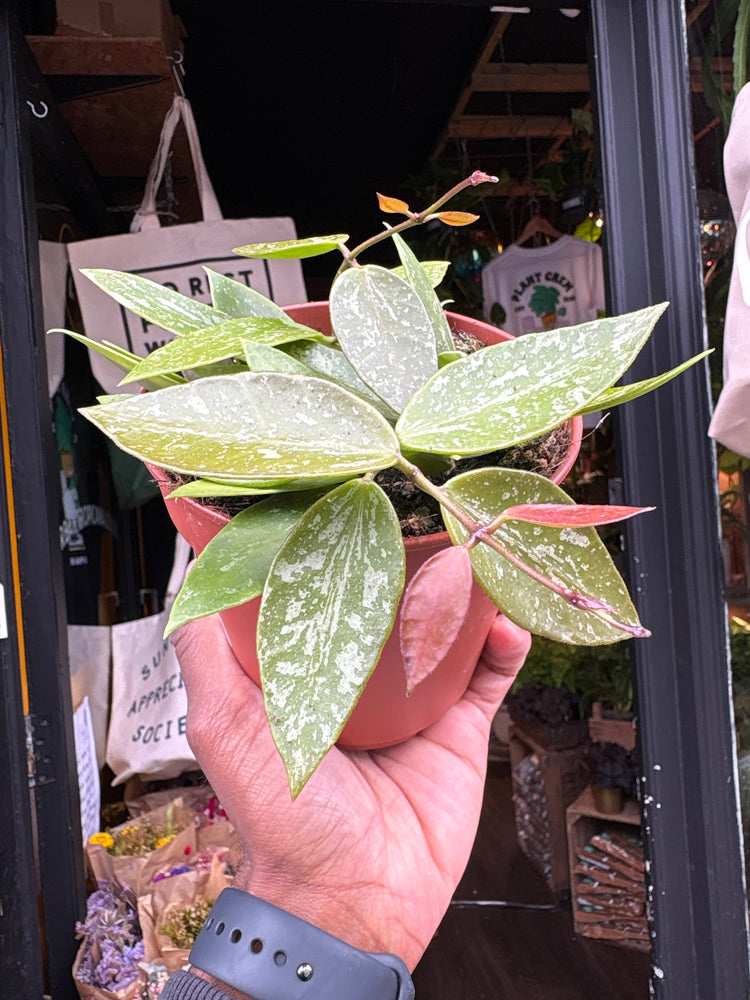 Hoya carnosa ‘Gracilis’ plant outside Urban Tropicana plant shop in Chiswick, London