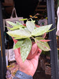 Hoya carnosa ‘Gracilis’ plant outside Urban Tropicana plant shop in Chiswick, London