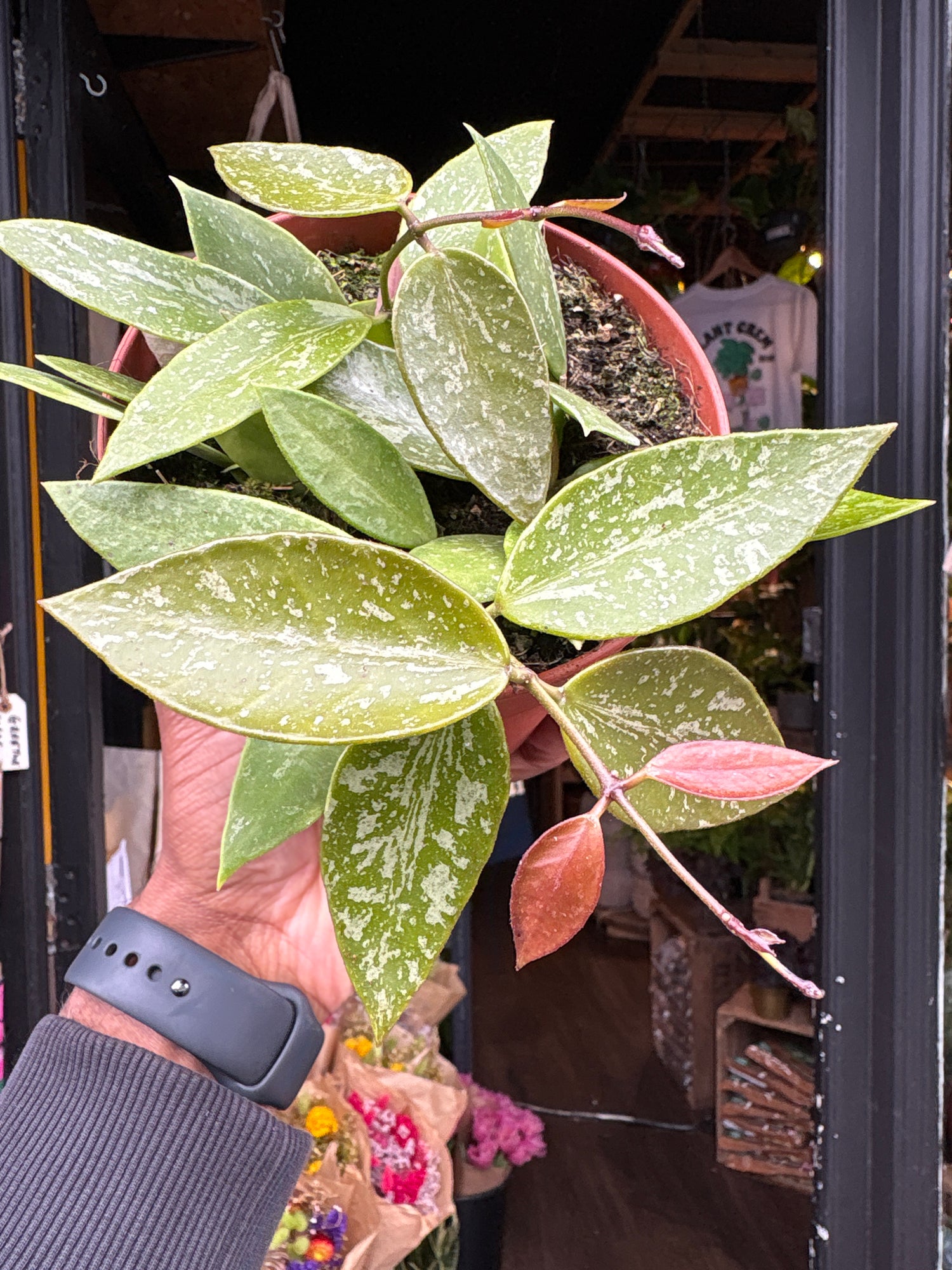 Hoya carnosa ‘Gracilis’ plant outside Urban Tropicana plant shop in Chiswick, London