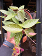 Hoya carnosa ‘Gracilis’ plant outside Urban Tropicana plant shop in Chiswick, London