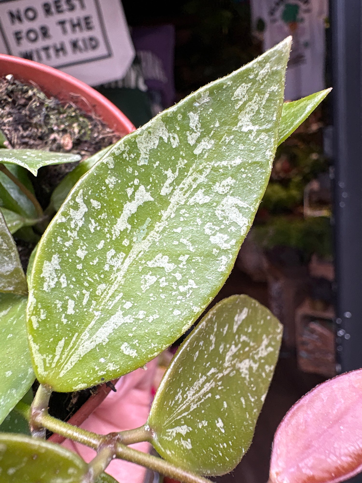 Hoya carnosa ‘Gracilis’ plant outside Urban Tropicana plant shop in Chiswick, London