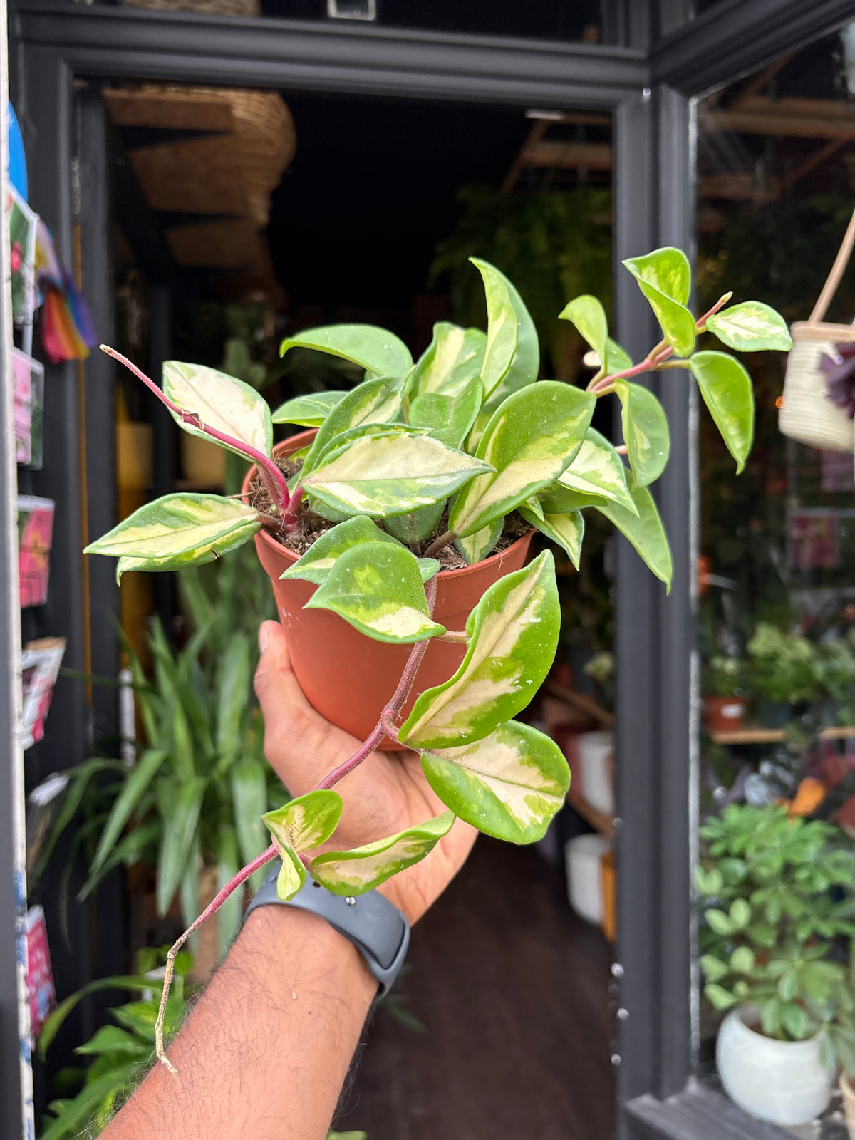 Hoya Carnosa Tricolor in 12cm pot outside Urban Tropicana plant shop in Chiswick, London