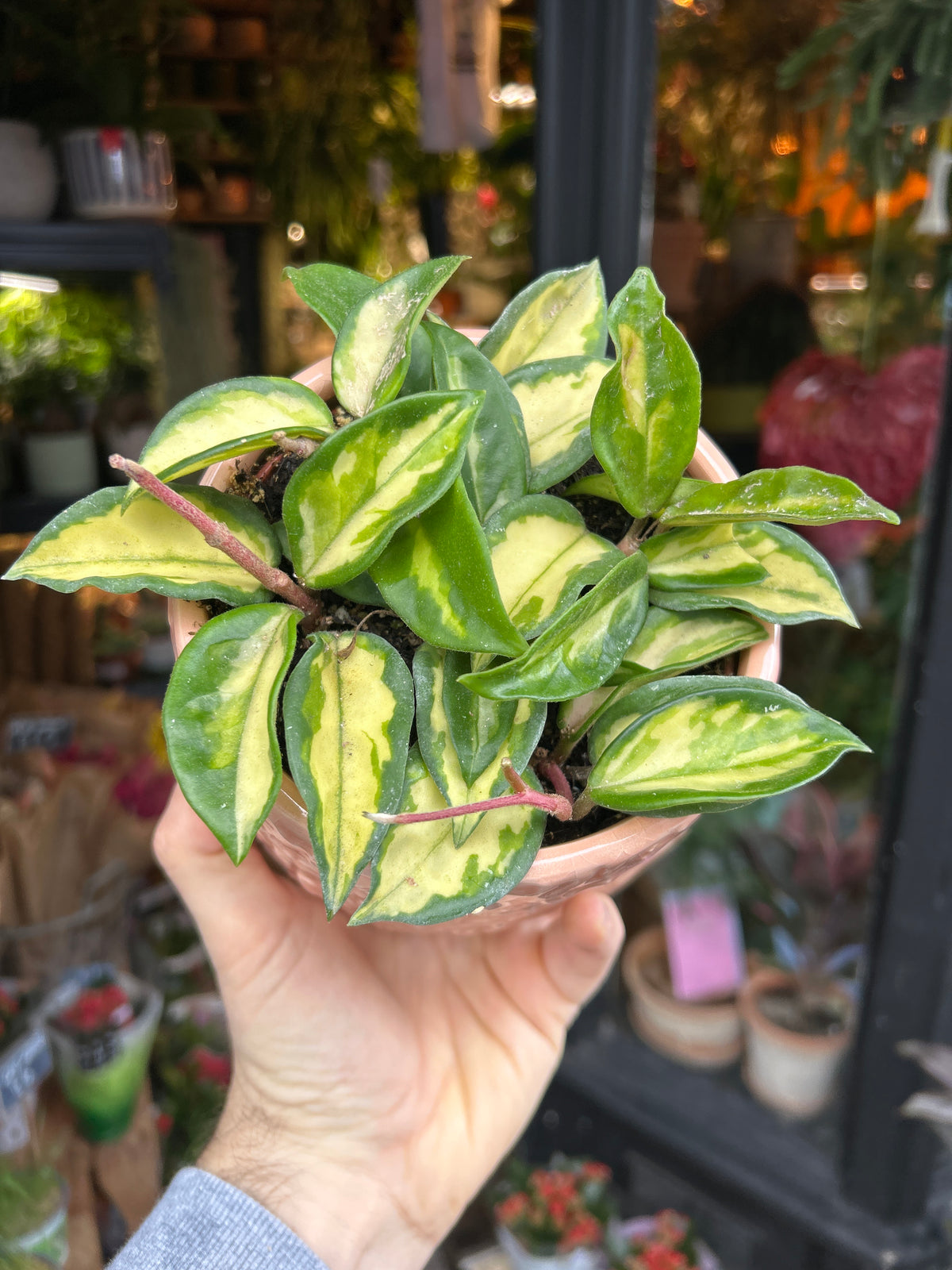 Hoya Carnosa Tricolor in 12cm pot outside Urban Tropicana plant shop in Chiswick, London