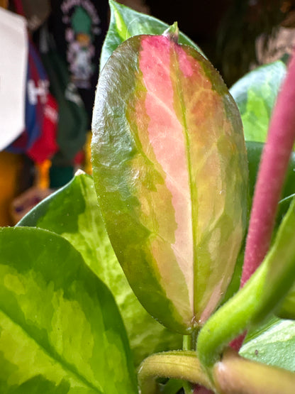 Hoya Carnosa Tricolor in 12cm pot outside Urban Tropicana plant shop in Chiswick, London