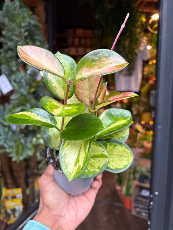 A Hoya Carnosa Tricolor in front of Urban Tropicana’s Plant Shop in Chiswick London