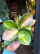 A Hoya Carnosa Tricolor in front of Urban Tropicana’s Plant Shop in Chiswick London