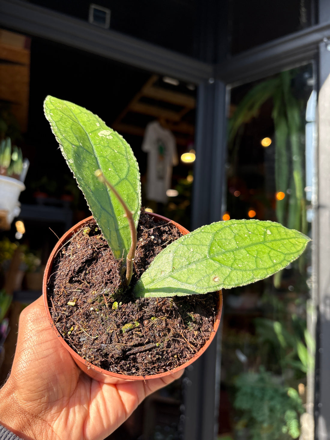 Hoya clemensiorum dark leaf rare hoya plant with deeply veined textured foliage growing in a nursery pot.