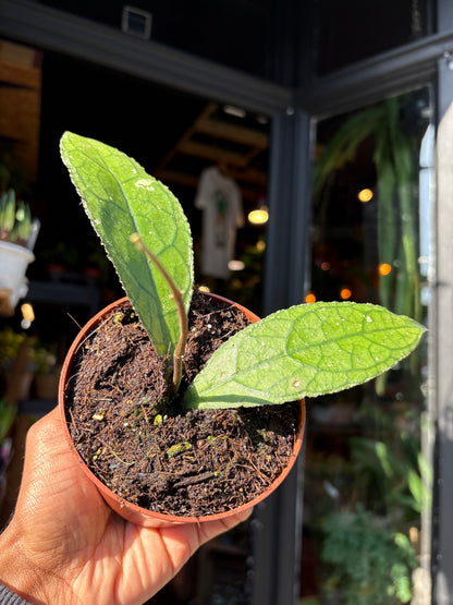 Hoya clemensiorum dark leaf rare hoya plant with deeply veined textured foliage growing in a nursery pot.