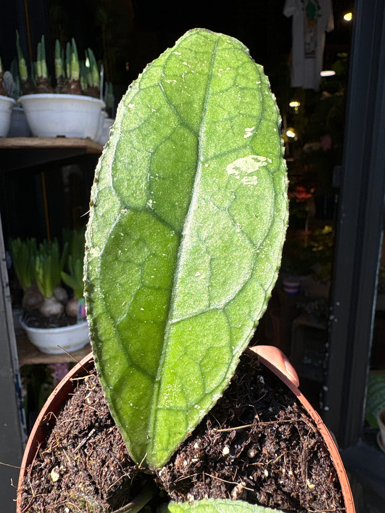 Close-up of Hoya clemensiorum dark leaf showing thick textured foliage with deep prominent veins.
